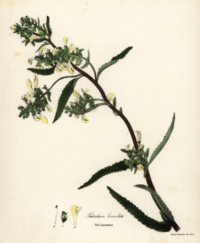 Korkea täi- tai suotäiheinä, Pedicularis lanceolata tekijältä Endicott Endicott