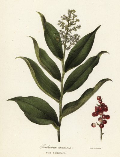 Treacleberry, Maianthemum racemosum (Wild Spikenard, Smilacina racemosa) tekijältä Endicott Endicott