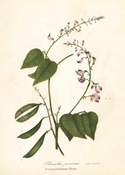Villi munuaispapu, Phaseolus polystachios (monivuotinen munuaispapu, Phaseolus perennis) tekijältä Endicott Endicott