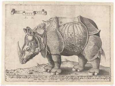 Neushoorn Rhinocerus (otsikko esineessä) tekijältä Enea Vico