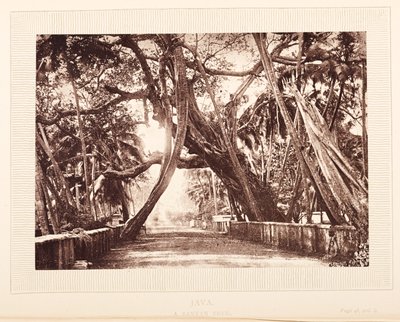 Banyan-puu, Java tekijältä English Photographer