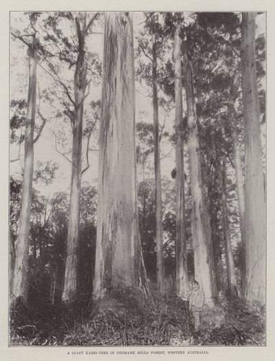 Jättiläinen karripuu Denmark Hills Forestissa, Länsi-Australiassa tekijältä English Photographer