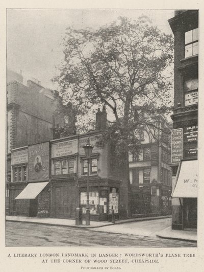 Lontoon kirjallinen maamerkki vaarassa, Wordsworths Plane Tree Wood Streetin kulmassa, Cheapside tekijältä English Photographer