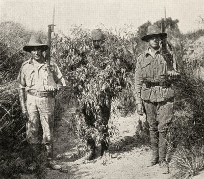 Puskaksi naamioitunut turkkilainen tarkka-ampuja pidätettynä ANZAC-joukkojen vangitsemana, lähteestä 