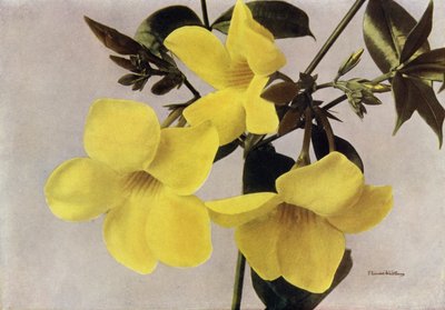 Allamanda Schottii Hendersonii (värikuva) tekijältä English Photographer