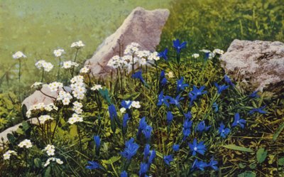 Alppikukkia: Gentiana Pumila (värikuva). tekijältä English Photographer