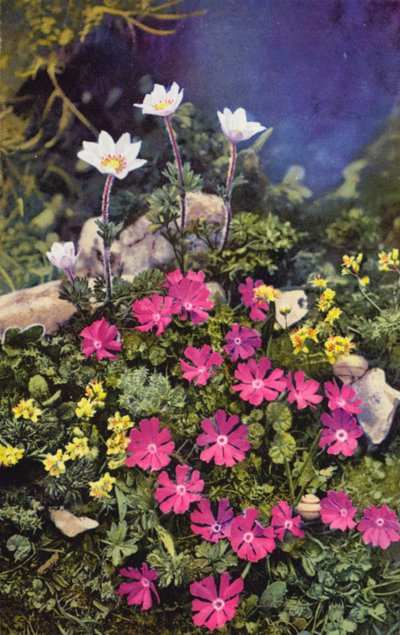 Alppikukkia: (keskellä) ja Anemone Baldensis (takana) (värikuva). tekijältä English Photographer