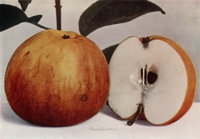 Apple, James Grieve (värikuva) tekijältä English Photographer