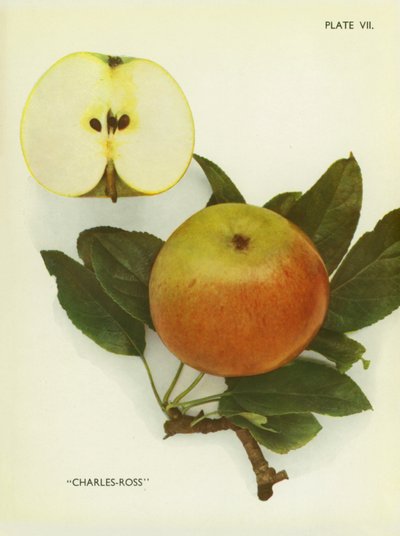 Englannin omenat: Charles-Ross (värikuva) tekijältä English Photographer