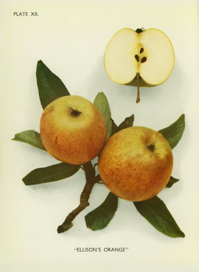 Englannin omenat: Ellison