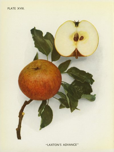 Englannin omenat: Laxton