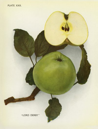 Englannin omenat: Derby (värikuva) tekijältä English Photographer