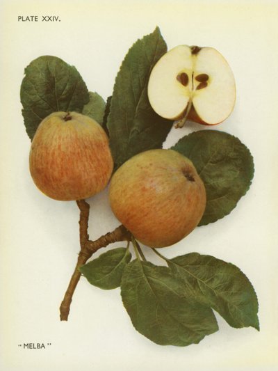 Englannin omenat: Melba (värikuva) tekijältä English Photographer