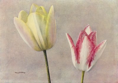 Kylpylän ja neilikan kauneus (värikuva) tekijältä English Photographer