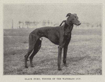 Black Fury, Waterloo Cupin voittaja tekijältä English Photographer
