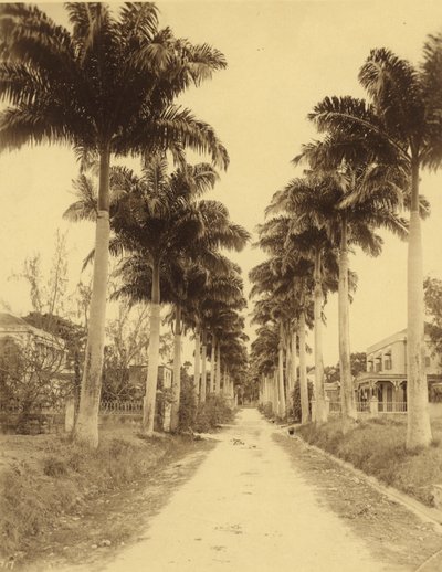 Bridgetown, Barbados, Avenue of Palms tekijältä English Photographer
