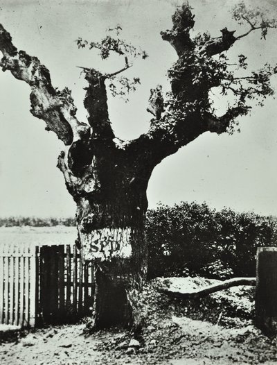 Brockley Lane: Old Oak, Lontoo, 1890 tekijältä English Photographer