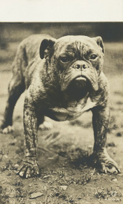 Bullterrieri (s/w-kuva) tekijältä English Photographer
