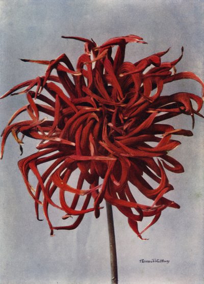 Kaktus Dahlia, Valloittaja (värikuva) tekijältä English Photographer