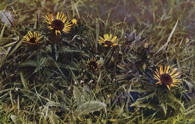 Carline Thistles (kuva) tekijältä English Photographer