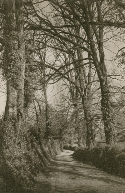 Cockington Lane, Devonshire, lähellä Torquayta tekijältä English Photographer