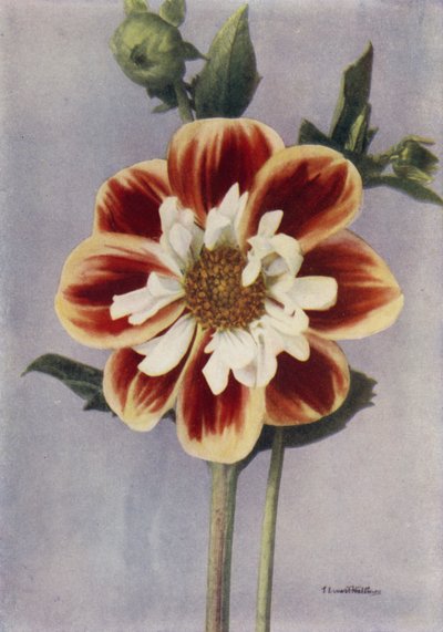 Collerette Dahlia, Gallia (värikuva) tekijältä English Photographer