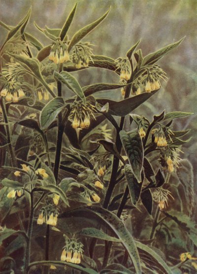 Comfrey (kuva) tekijältä English Photographer