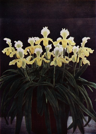 Cypripedium Insigne Sanderae (värikuva) tekijältä English Photographer