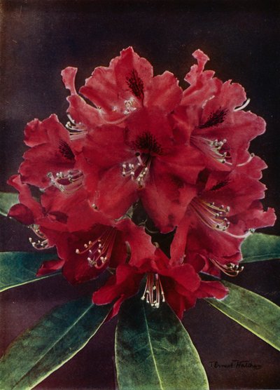 Doncaster (värikuva) tekijältä English Photographer