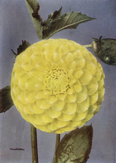 Fancy Dahlia, rouva Saunders (värikuva) tekijältä English Photographer