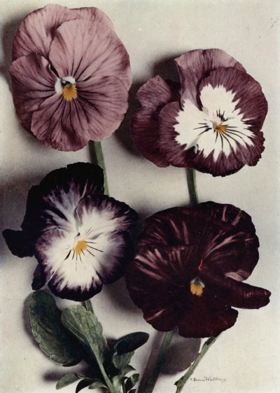 Fancy Violas, Louie Granger, rouva Chichester, Kate Houston ja Argylen herttua (värikuva). tekijältä English Photographer