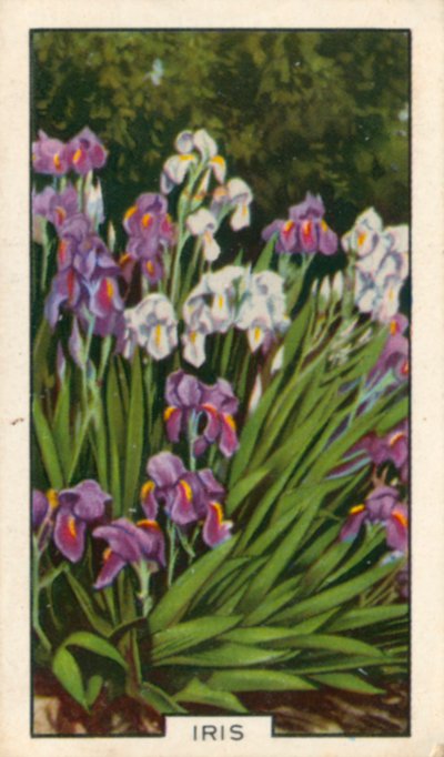 Puutarhakukat: Iris (värillinen kuva) tekijältä English Photographer