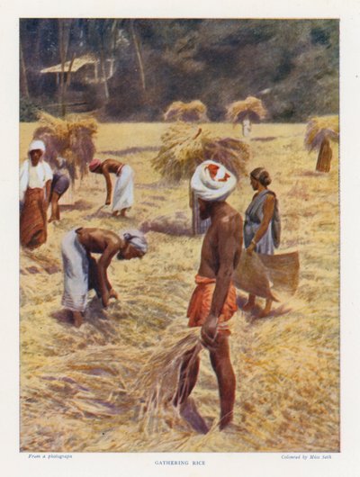 Gathering Rice (värillinen kuva) tekijältä English Photographer