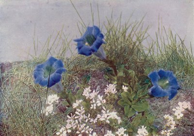 Gentiana Acaulis ja Draba Dediana (värikuva) tekijältä English Photographer