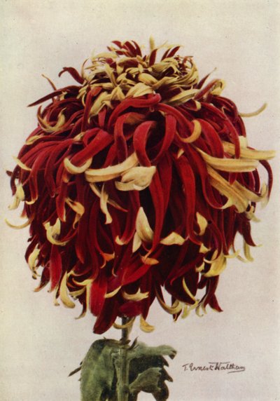 H C Till (värikuva) tekijältä English Photographer