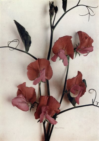 Helen Lewis (värikuva) tekijältä English Photographer