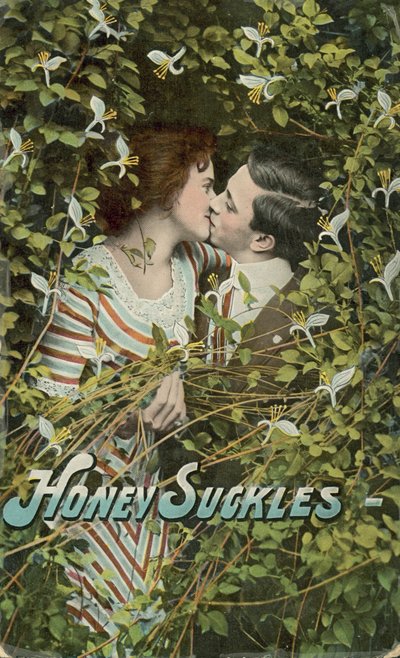 Honey Suckles tekijältä English Photographer
