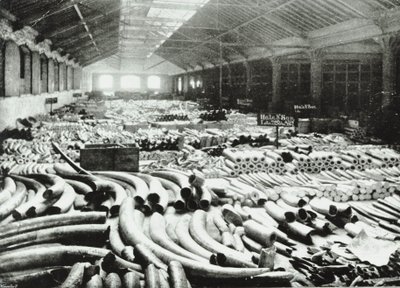 London Docks: norsunluun varasto, 1895 tekijältä English Photographer