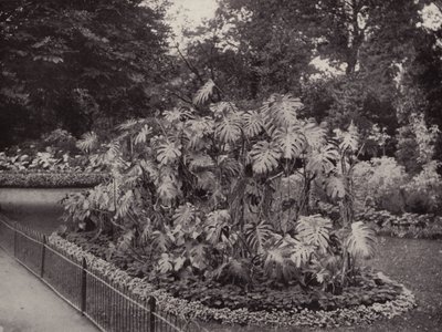 Monstera Deliciosa Battersea Parkissa (s/w kuva) tekijältä English Photographer