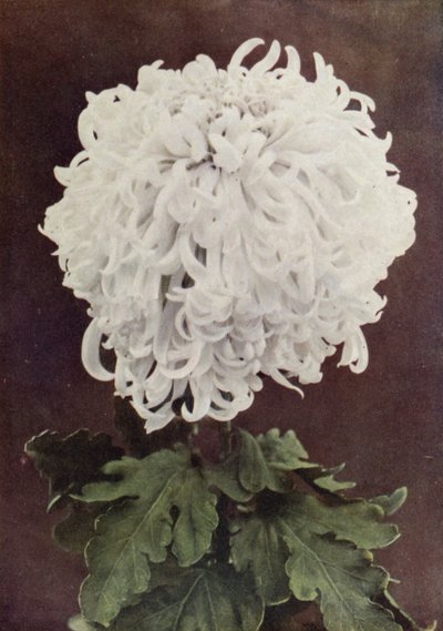 Gilbert Drabble (värikuva) tekijältä English Photographer