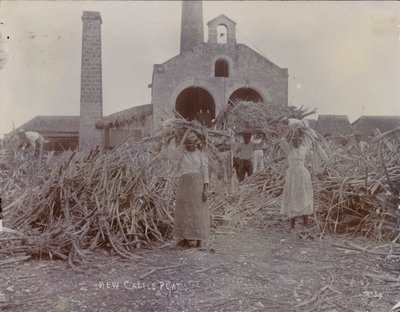 Newcastlen plantaasi, 1880 tekijältä English Photographer