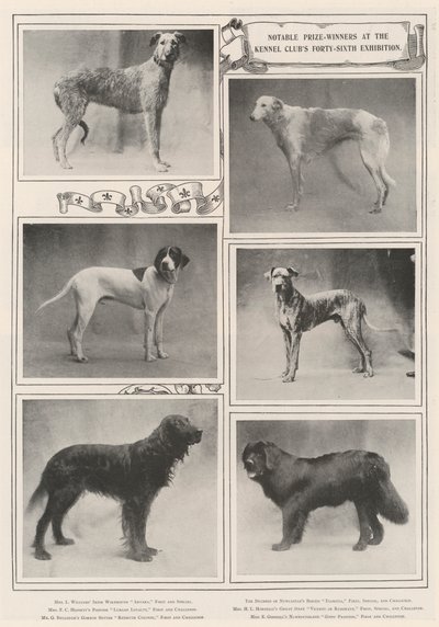Merkittävät palkinnon voittajat Kennelliiton 46. näyttelyssä tekijältä English Photographer