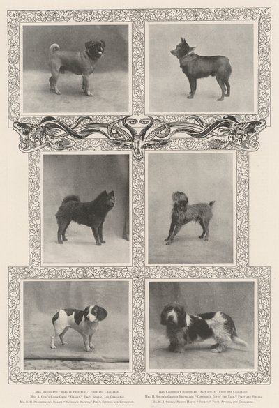 Merkittävät palkinnon voittajat Kennelliiton 46. näyttelyssä tekijältä English Photographer
