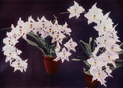 Odontoglossum Crispum (värikuva) tekijältä English Photographer