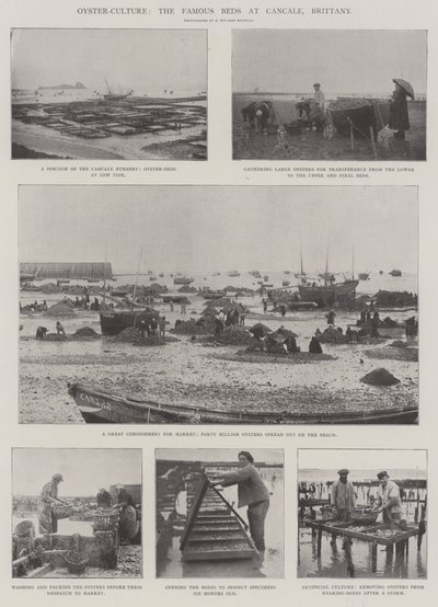 Oyster-Culture, kuuluisat vuodepaikat Cancalessa, Bretagnen tekijältä English Photographer