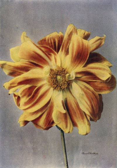 Paeony-kukkainen Dahlia, Geisha (värikuva) tekijältä English Photographer