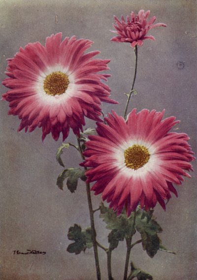 Percy Arnold (värikuva) tekijältä English Photographer