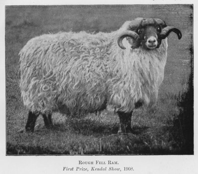 Rough Fell Ram, ensimmäinen palkinto, Kendal Show tekijältä English Photographer