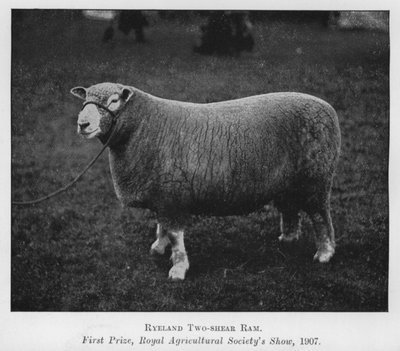 Ryeland Two-shear Ram, ensimmäinen palkinto, Royal Agricultural Society