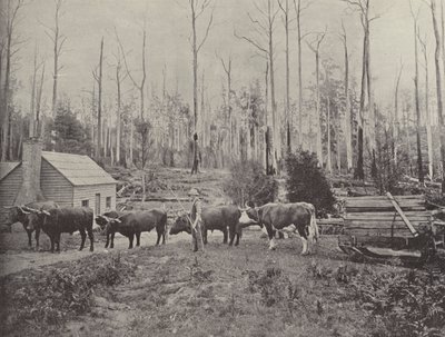 Kelkkapuuta Lebrinassa, Tasmaniassa tekijältä English Photographer